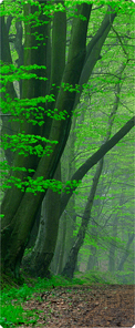 Serenity Forest Path